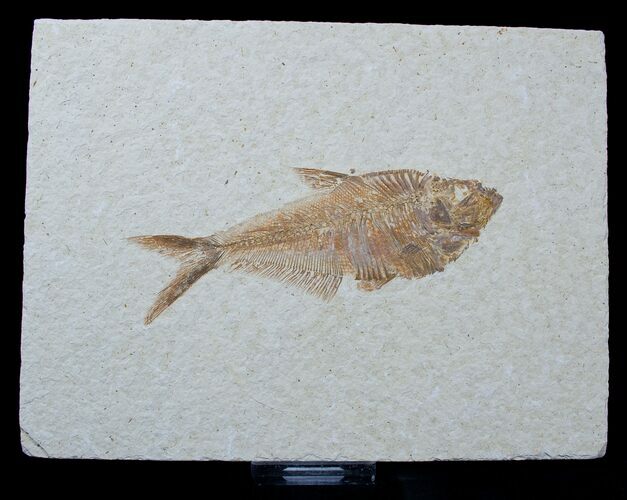 Inch Diplomystus Fossil Fish #1572